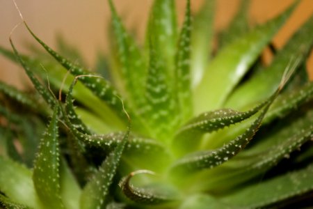 Spiky, Nature, Aloe photo