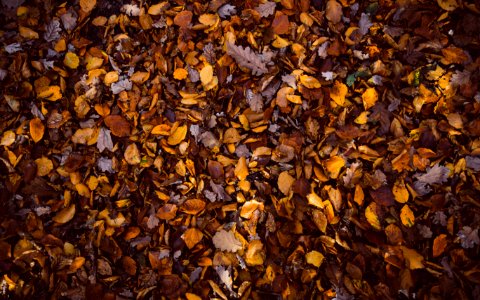 dried leaves on ground photo