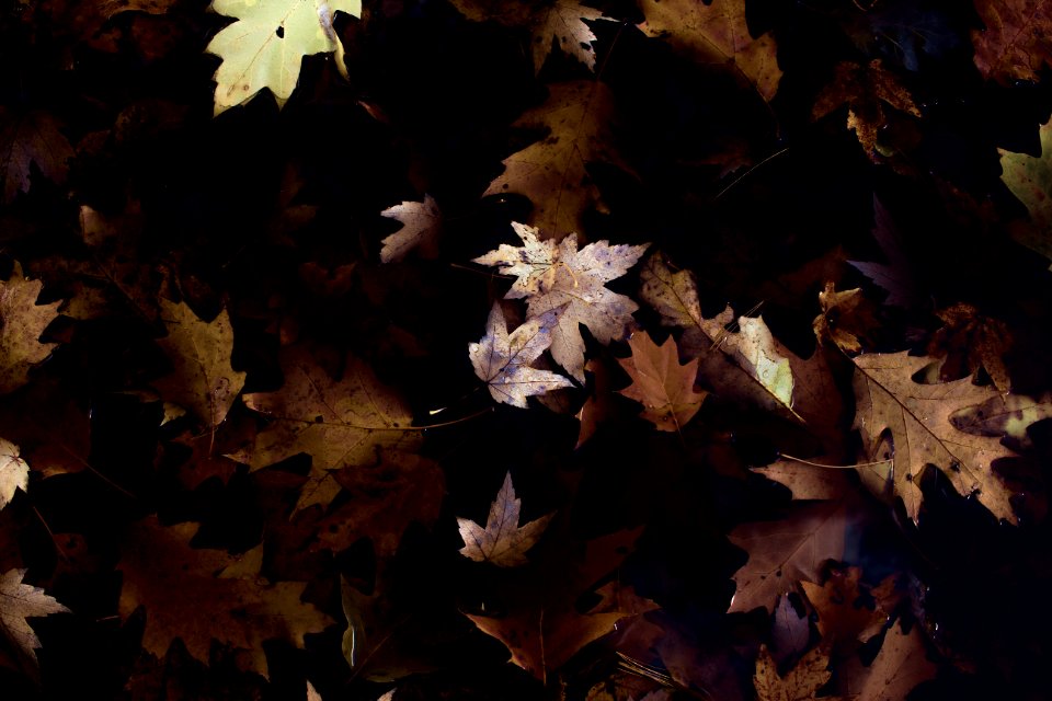 brown maple leaves