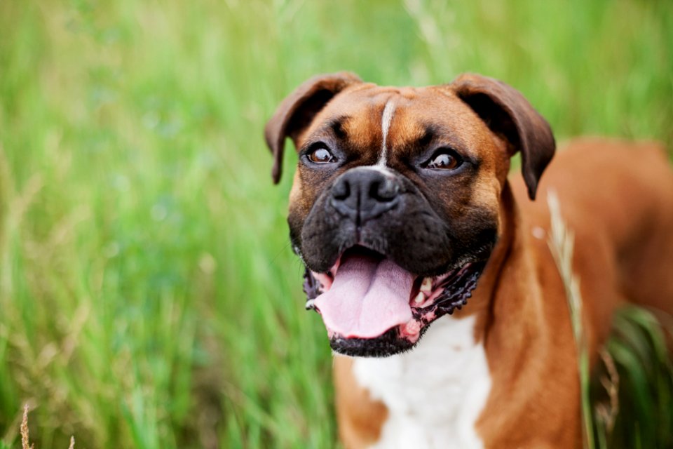 short-coated brown dog on green grass field
