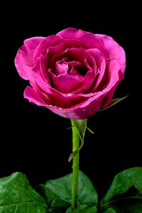 Pink purple black rose
