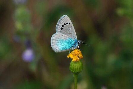 Ankara butterflies bream blue photo