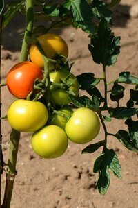 Food trusses bush tomatoes