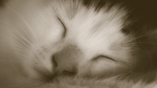 Macro, Close up, White