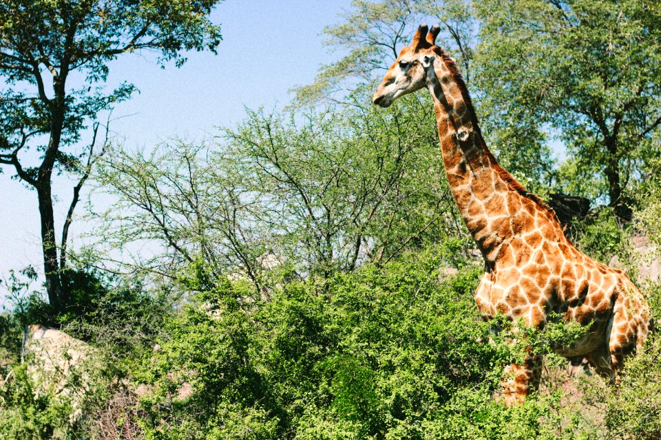 Kruger national park, South africa, Hazyview