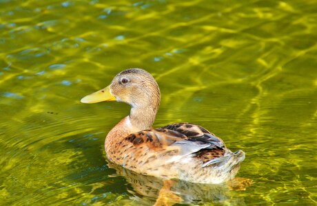 Bird poultry animal photo