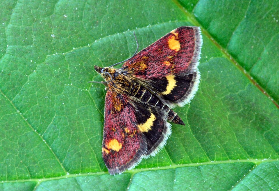 Lepidoptera invertebrate striped