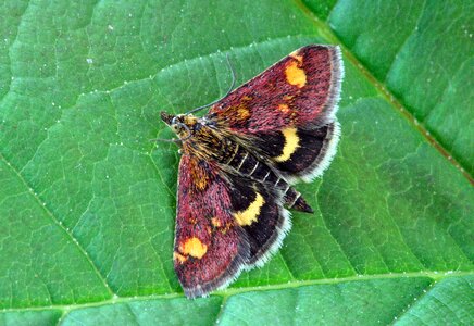 Lepidoptera invertebrate striped