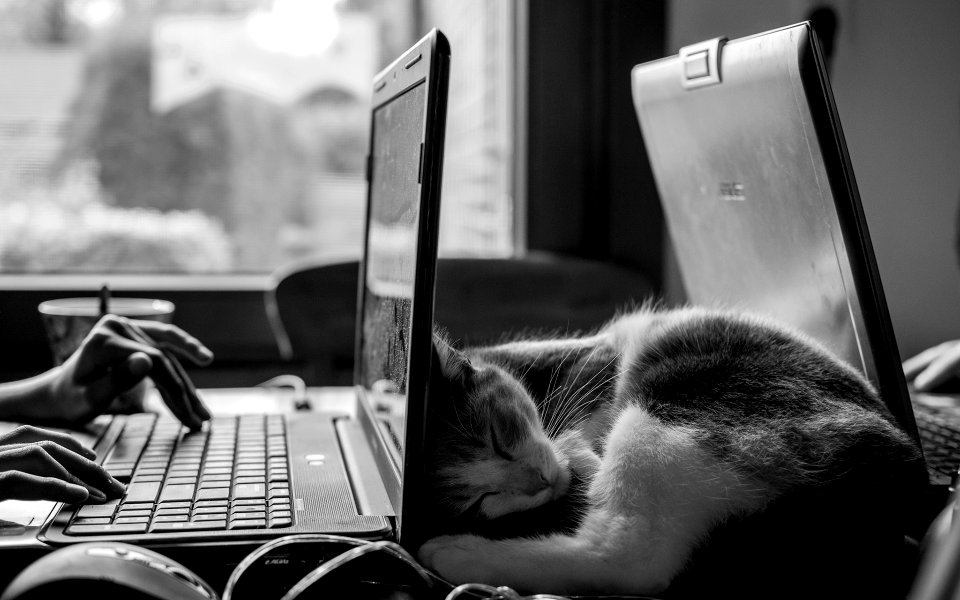 Paris, France, Cat