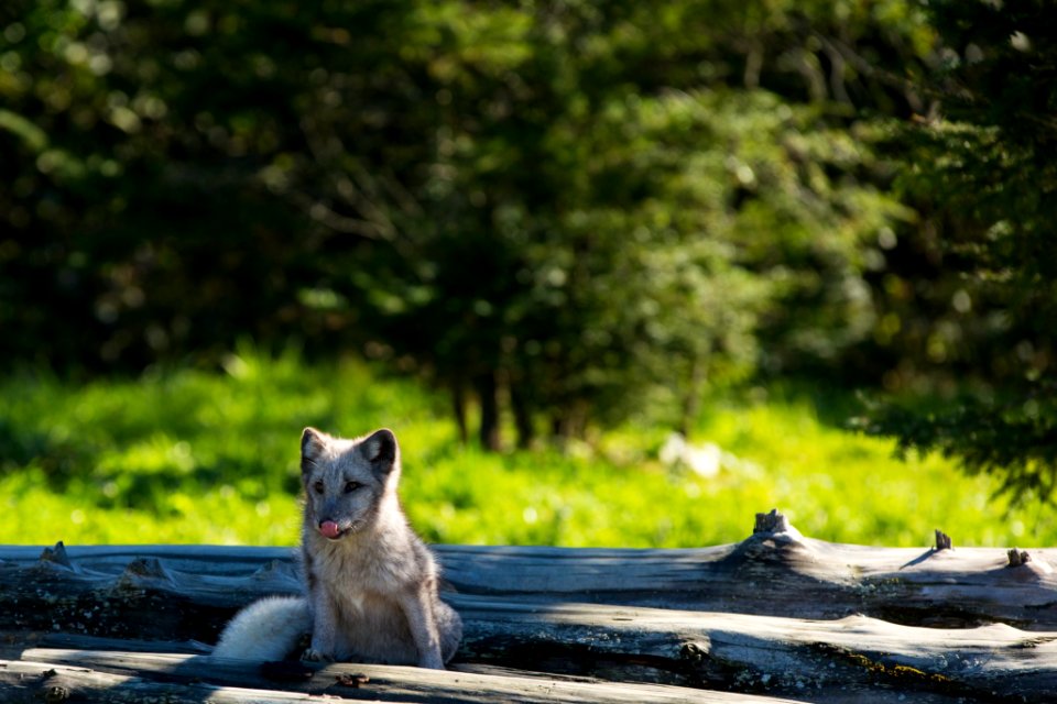 Mamal, Animale, Nature