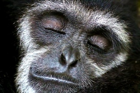 close shot of gray monkey face photo