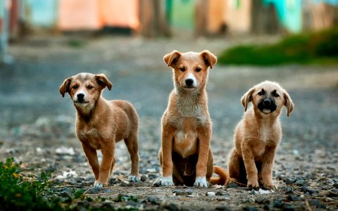 selective focus photography of three brown puppies photo