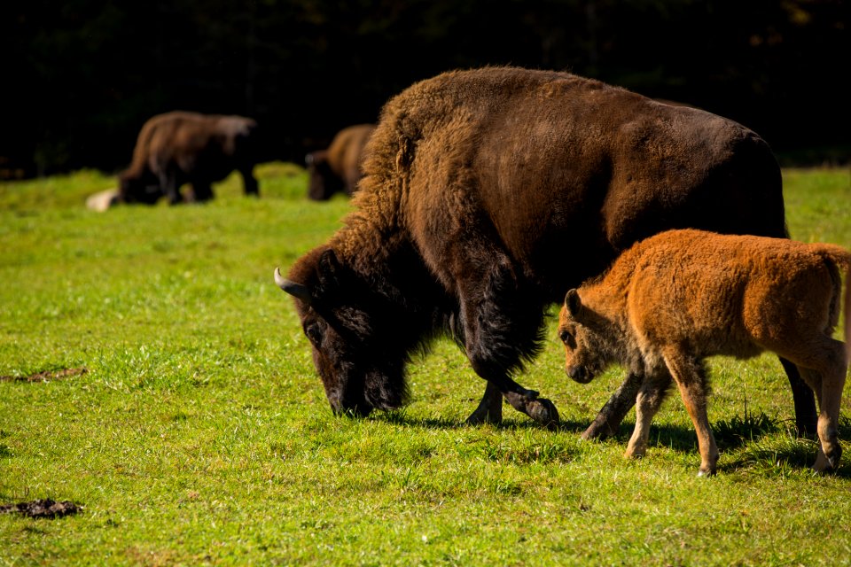 Family, Cute, Outdoors