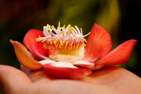Pamplemousses, Mauritius