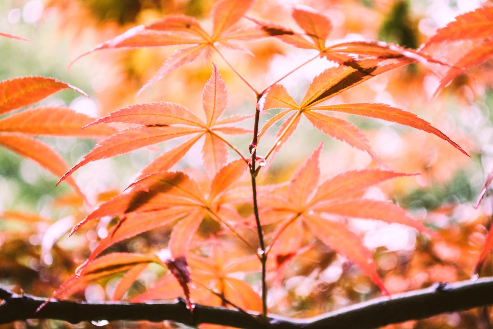 green leafed plant