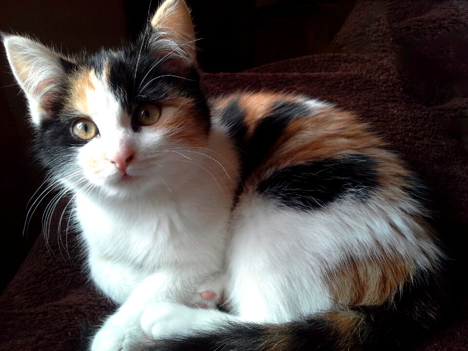 Cute cat kitten lucky cat