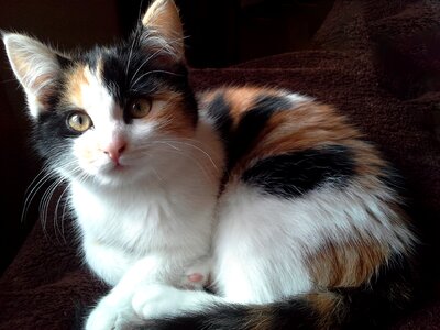 Cute cat kitten lucky cat