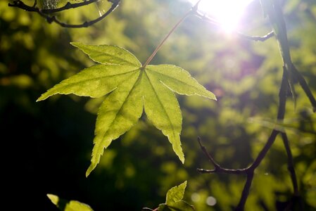 Light green summer photo