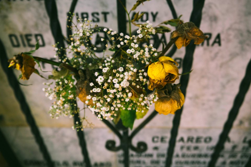 yellow rose on black metal frame