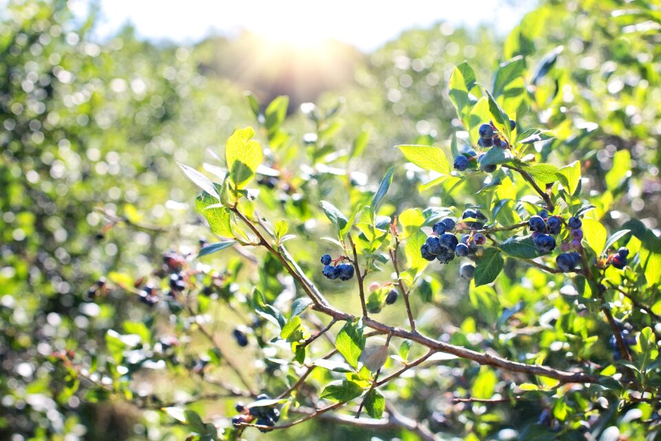 Blueberry berry healthy