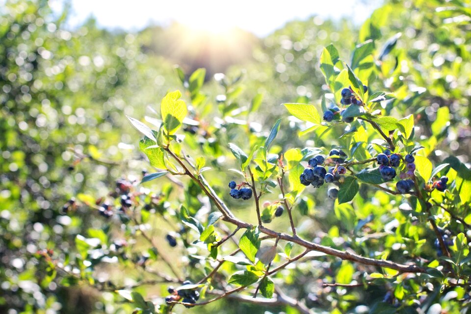 Blueberry berry healthy photo