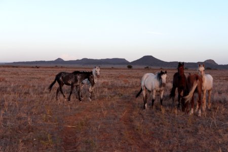 South africa, Philippolis, Freestate