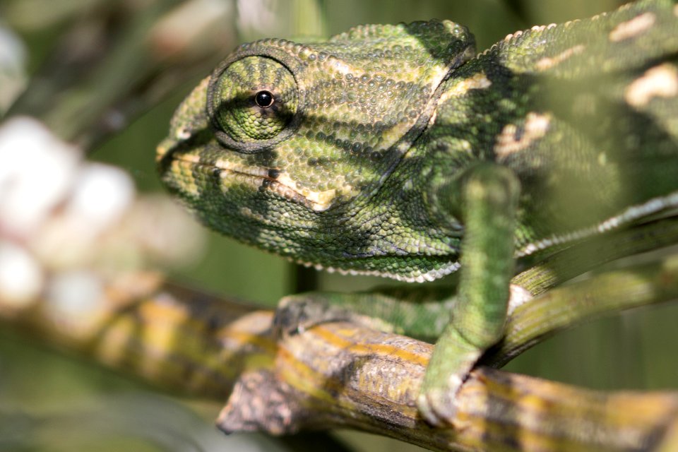 Camalen, Reptile, Reptil