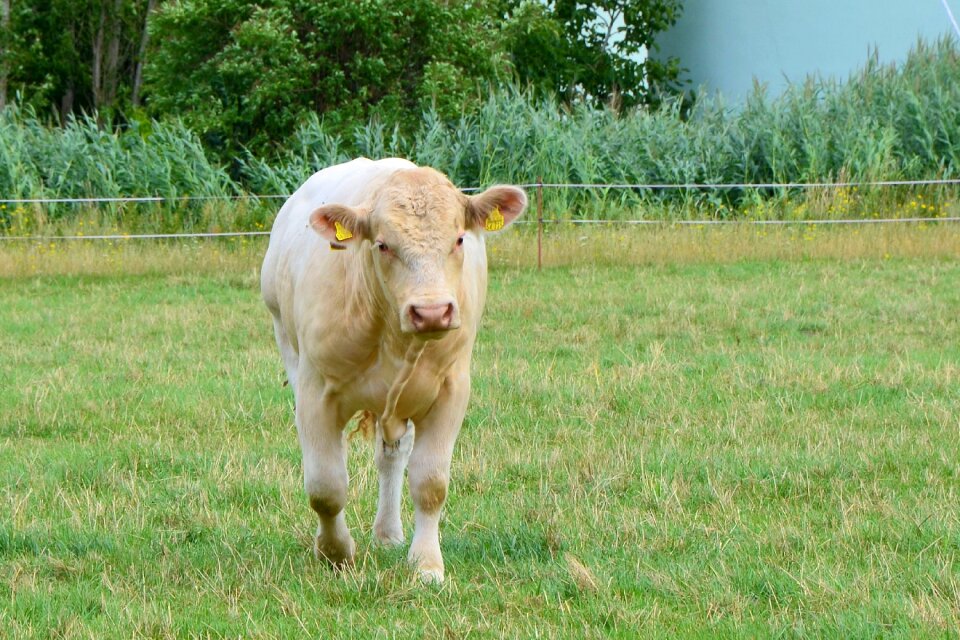 Pasture beef nature