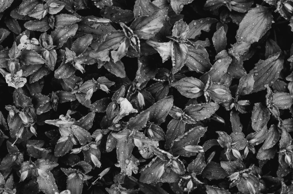Plant, Black  white, Flower