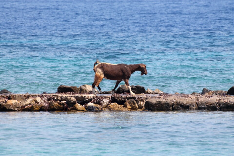 Greece nature animal