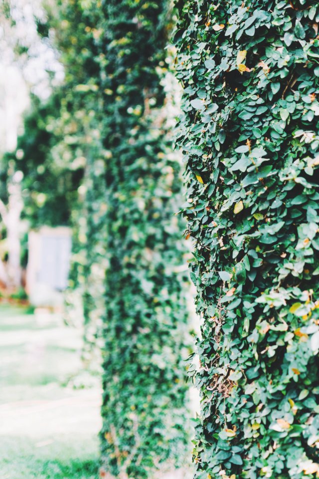Bokeh, Abstract, Trees