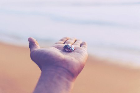 selective focus photo of white and red seashell on top of person's left palm photo