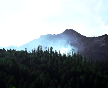 green trees on the forest beside the mountain photography