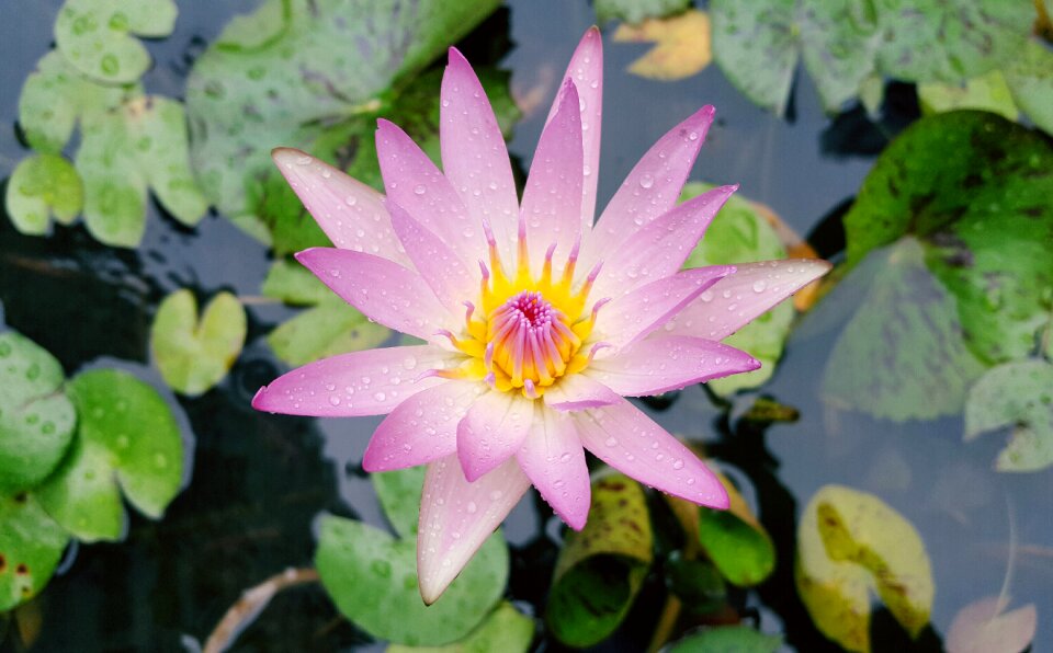 Pink red plant nature
