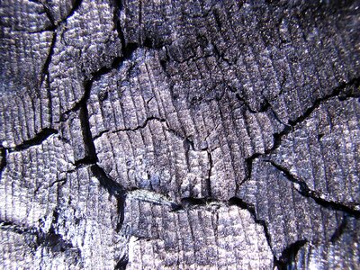 Burned ash firewood