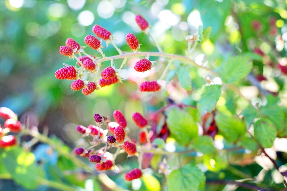 Summer food raspberry