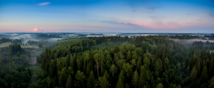 Forest