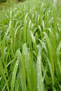Drop of water green grass blades photo