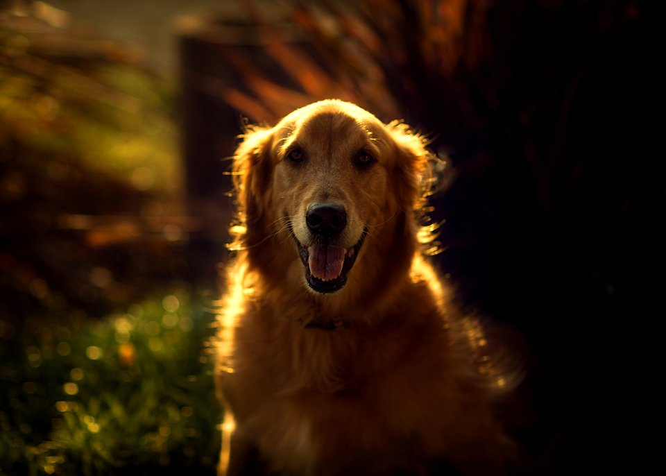Pet, Golden, Retriever