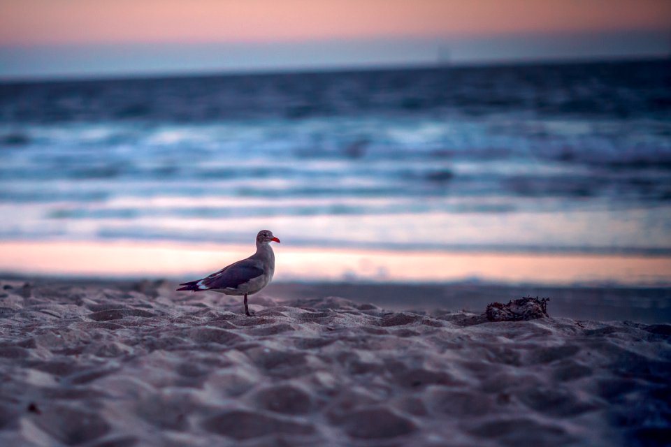 Shore, Beach, Bird