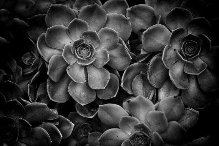 Succulents, Hawaii, Maui