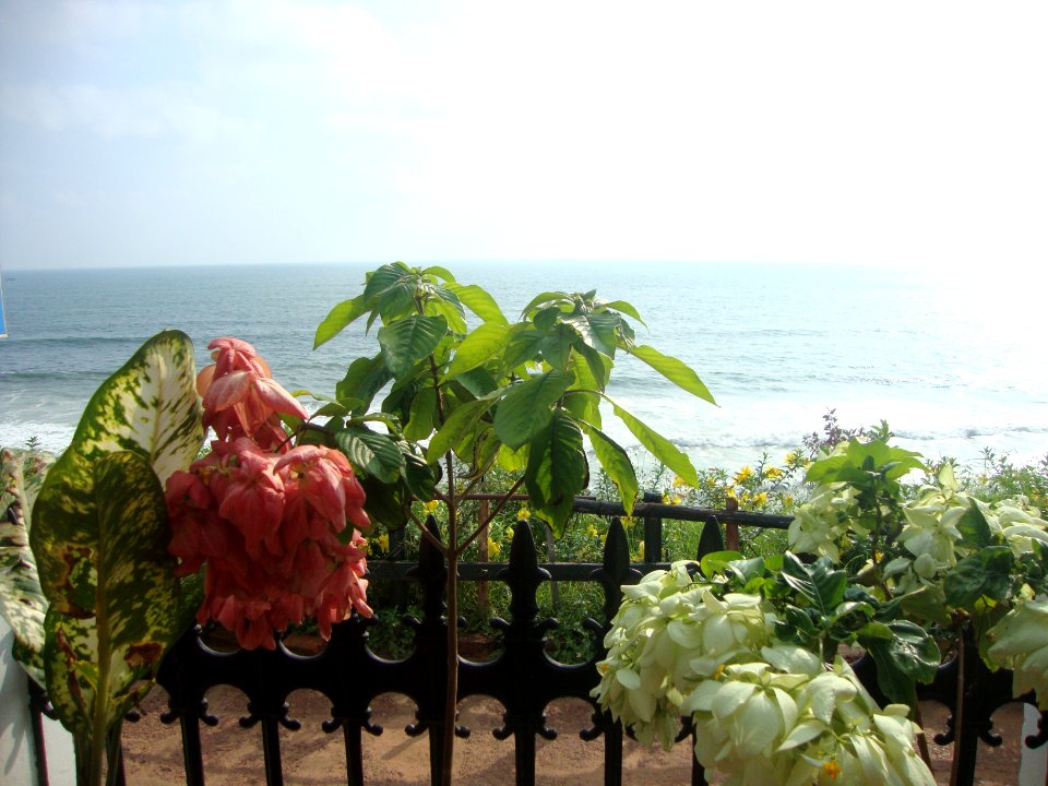 Kerala, India, Flowers