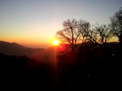 Shimla, India, Trees photo