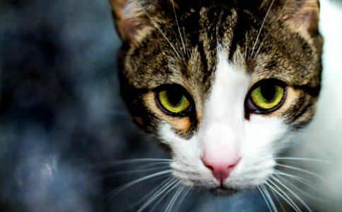 selective focus photography of brown and white cat