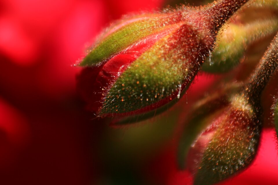Bloom close up photograph