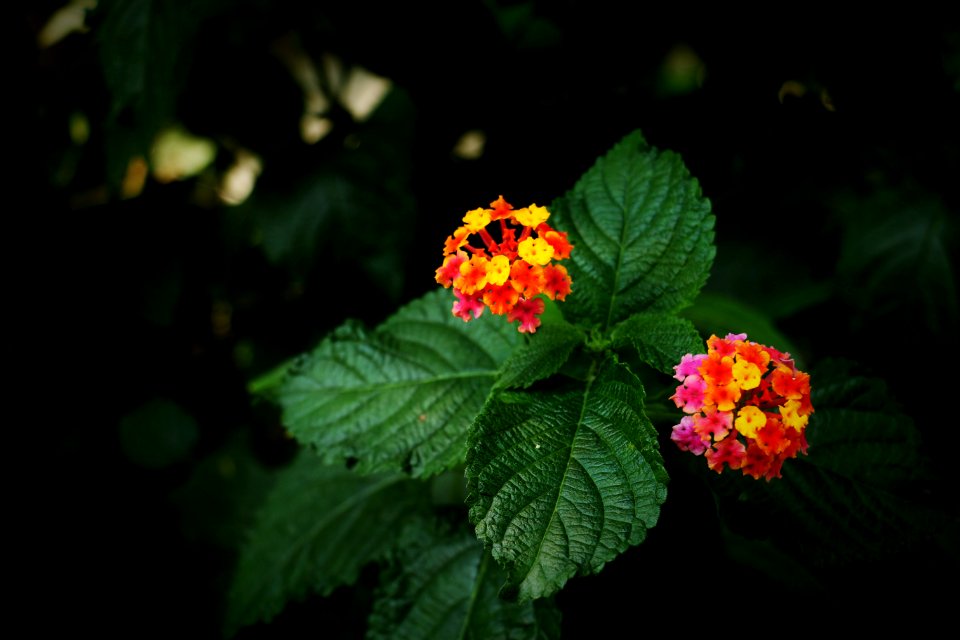 macro shot photography of orange flower with green leaf