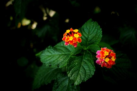 macro shot photography of orange flower with green leaf
