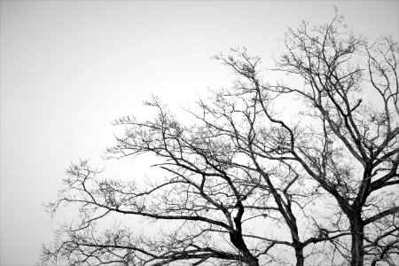 Life, Trees