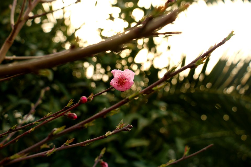 Abbasabad, Iran, Spring