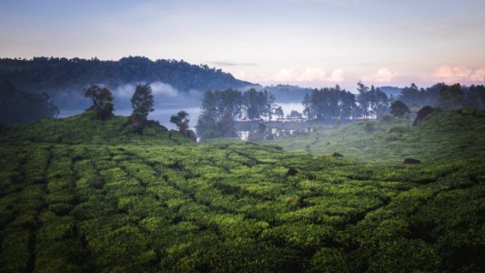 Patenggang lake, Indonesia, Pine